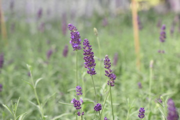 Obraz premium Lavendel Lavandula angustifolia Duftpflanze Kräuter Blüte Nutzpflanze 