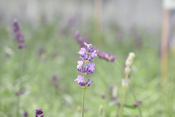 Lavendel Lavandula angustifolia Duftpflanze Kräuter Blüte  Nutzpflanze 