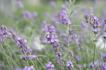 Lavendel Lavandula angustifolia Duftpflanze Kräuter Blüte  Nutzpflanze 