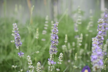 Lavendel Lavandula angustifolia Duftpflanze Kräuter Blüte  Nutzpflanze 