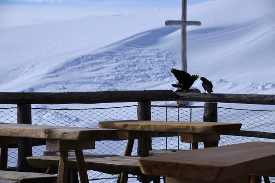 Zwei Raben mit Bergpanorama im Hintergrund