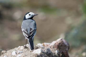 bird on the beach