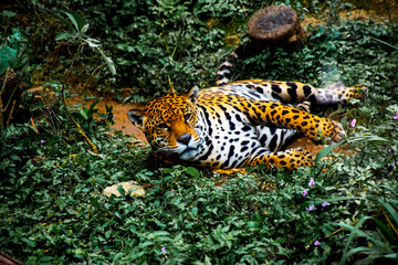 Onça acordando © Pedro