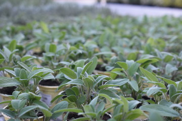 Salbei Salvia Lippenblütler Heilpflanze Wirkung Gewürzkraut Teekraut Blätter