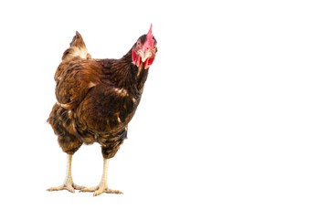 Brown chicken is walking on a white background.