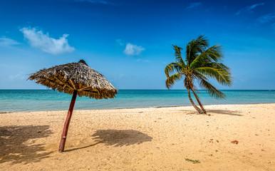 Fototapeta premium Palms