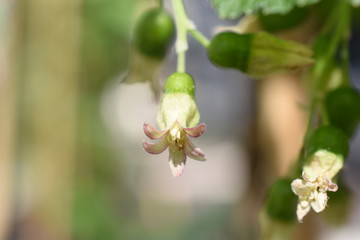 Fototapeta premium Ribisel Johannisbeeren Blüte Früchte grün Ribes Steinbrechgewächse Gartenpflanzen Meertrübeli Obst gesund