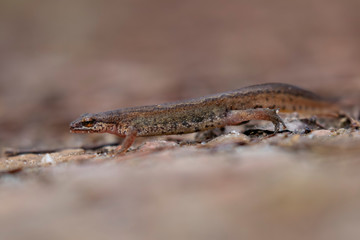 Common viviparous lizard, Zootoca vivipara, walking along pine forest floor of grass and needles in Scotland.