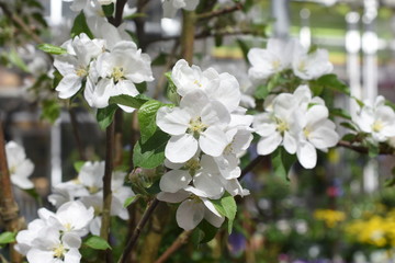 Apfelblüten Kulturapfel Malus domestica Obst gesund Gartenpflanze 
