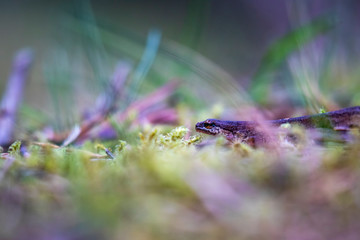 Common viviparous lizard, Zootoca vivipara, walking along pine forest floor of grass and needles in Scotland.
