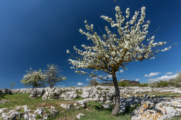 Mandorli in fiore