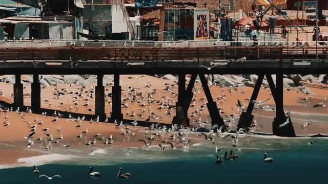 Pier At Playa Caleta Portales With Thousands Of Seagulls And Pelicans, Valparaiso, Chile