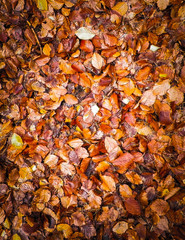 Golden autumnal leaves as nature background.