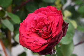 Rose Rosa Edith Piaf Duftrose Gartenrose 