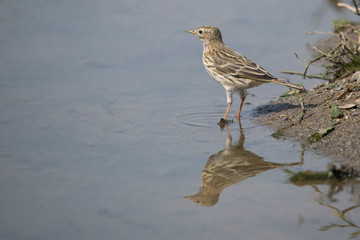 bird on the beach