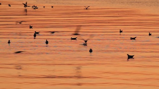 Seagulls flying over the sea on sunset sky