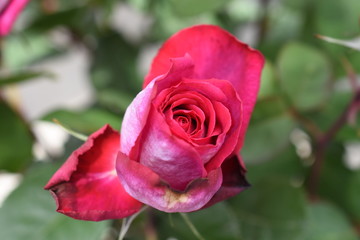 Rose Achapella Edelrose Gartenrose Duftrose