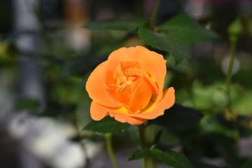 Beetrose Gartenrose Westzeit Rosaceae