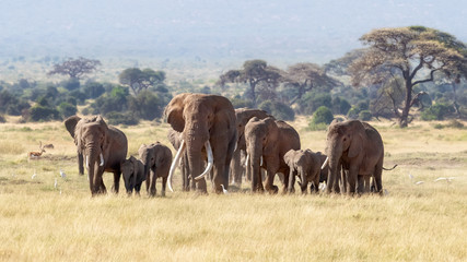 Fototapeta na wymiar Bull elephant with a herd of females and babies in Amboseli, Kenya