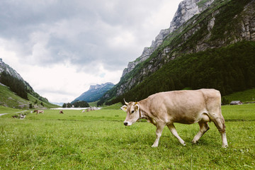 Fototapeta na wymiar Eine Kuh in einer Berglandschaft