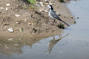 bird on beach