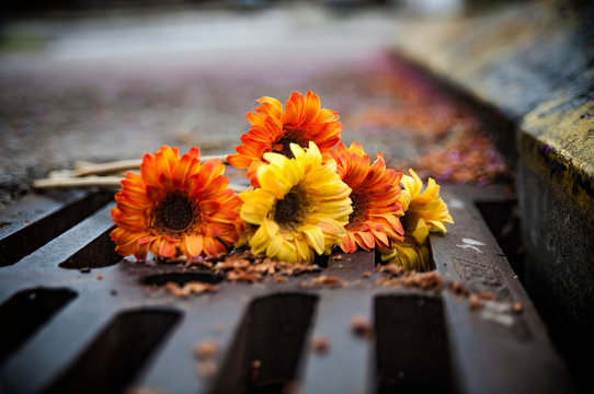 Flores en la alcantarilla