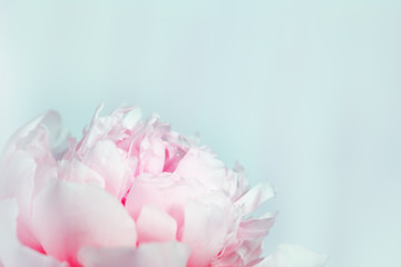 Blooming pink peony on gentle blue background. Natural Flowery background with copy space. Toned image. Soft selective focus.