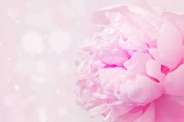Blooming pink peony on gentle pink background with copy space and bokeh. Holiday greeting card. Soft selective focus.