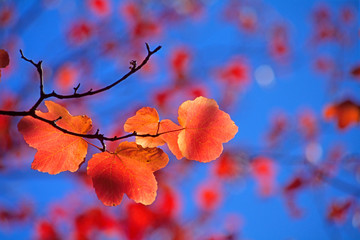Foglie colorate di fico su sfondo blu