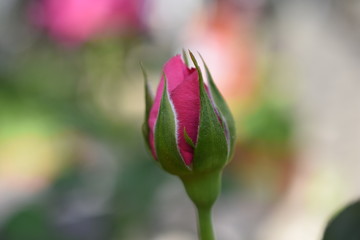 Beetrose Jennifer Blüte Rosa Gartenpflanze winterhart 