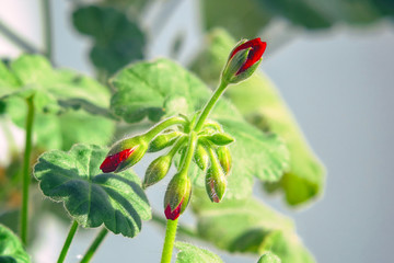 Buds of young red geranium flowers. Selective focus. Pelargonium