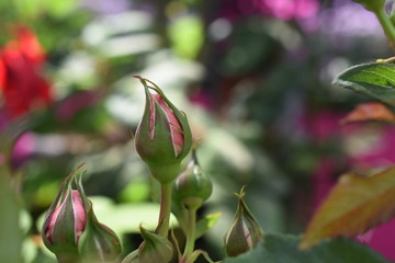 Kletterrose Barock Knopse Gartenpflanze winterhart