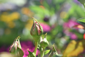 Kletterrose Barock Knopse Gartenpflanze winterhart