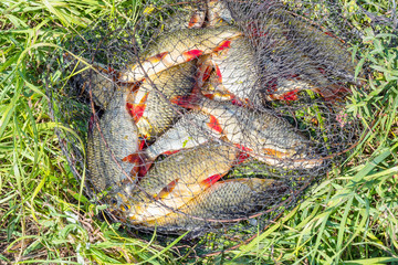Fototapeta premium Caught Fish on the shore in a fishing cage on green grass. Rudd - Scardinius erythrophthalmus