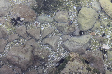 Horizontal photo - black sea urchins among large rocks on the bottom under clear water in the Adriatic Sea in Croatia and a space for copying