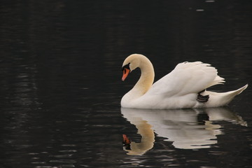 Schwan auf dem See