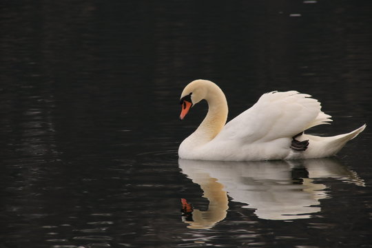 Schwan auf dem See