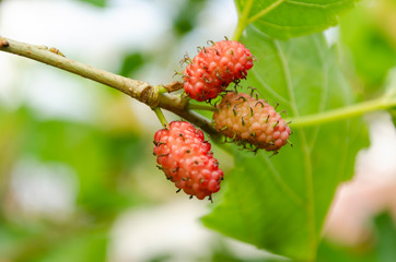 Small Mulberry Bunch
