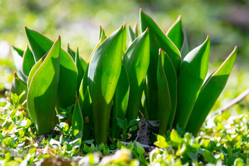 tulip leaves that have risen in the garden in early spring on bright sunny day among the grass
