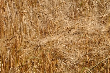 Green fields