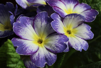 A beautiful and unusual white and purple striped primula flower, blooming in the spring.