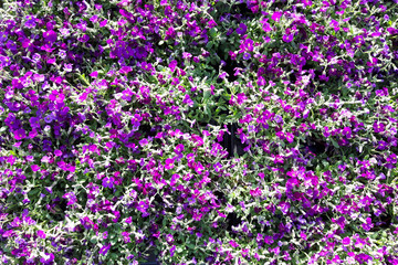 blue and violet flowers texture