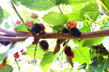 detail of mulberries plant