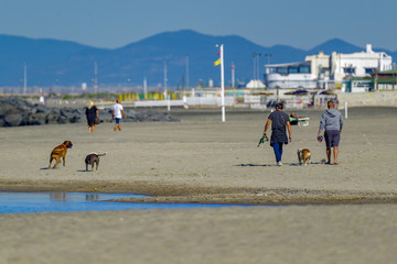 Ride on the beach with dogs