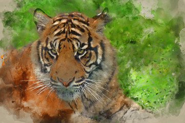 Watercolour painting of Portrait of Sumatran Tiger Panthera Tigris Sumatrae big cat