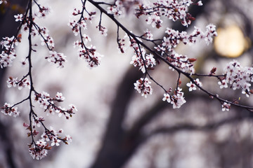 The beginning of flowering cherry tree. Opening wonderful tender first flowers. artistic photo. Selective soft focus.