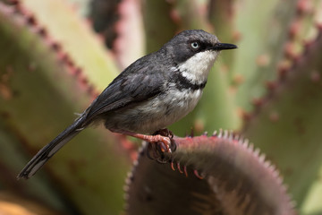 Bar-throated Apalis (Apalis thoracica) sitting on a cactus at Breede River, Western Cape, South Africa.
