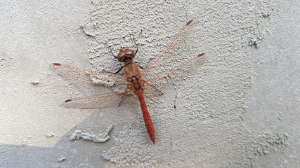 Dragonfly