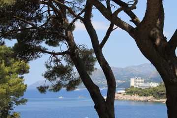 Gnarled branches of trees on the Lapad Peninsula of Croatia