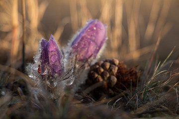 Flower pulsatilla grandis
